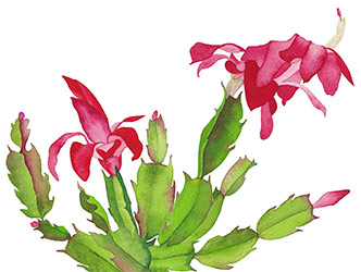 Cactus Orchid&eacute;e Aquarelle CatMat 2023